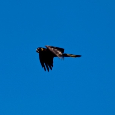 Zanda funerea (Yellow-tailed Black-Cockatoo) at Tura Beach, NSW - 1 May 2018 by RossMannell