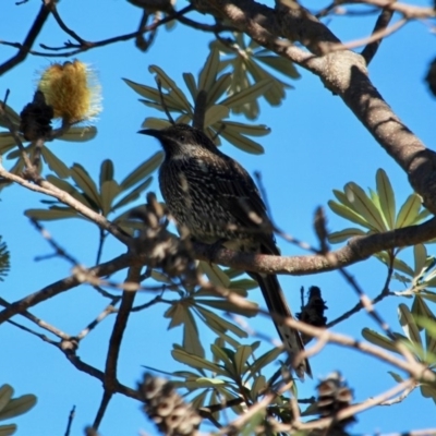 Anthochaera chrysoptera (Little Wattlebird) at Tura Beach, NSW - 1 May 2018 by RossMannell