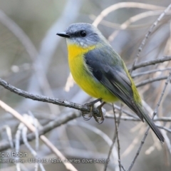 Eopsaltria australis (Eastern Yellow Robin) at South Pacific Heathland Reserve - 14 Apr 2018 by CharlesDove