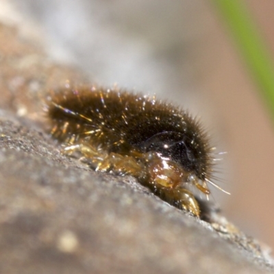 Lagriini sp. (tribe) (Unidentified lagriine darkling beetle) at Mount Majura - 6 May 2018 by jb2602