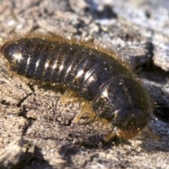 Lagriini sp. (tribe) at Canberra Central, ACT - 6 May 2018