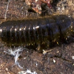 Lagriini sp. (tribe) at Canberra Central, ACT - 6 May 2018