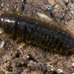 Lagriini sp. (tribe) at Canberra Central, ACT - 6 May 2018 01:34 PM