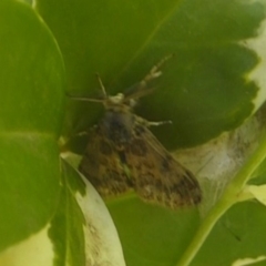 Orgyia anartoides (Painted Apple Moth) at Acton, ACT - 6 May 2018 by Christine