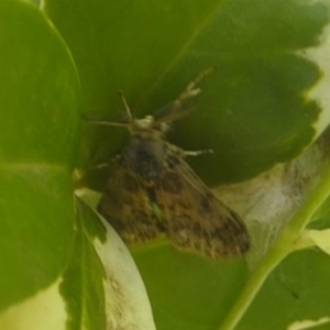 Orgyia anartoides at Acton, ACT - 6 May 2018