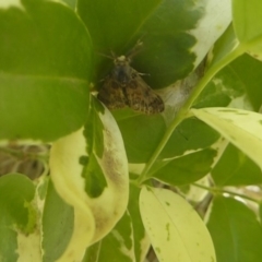 Orgyia anartoides at Acton, ACT - 6 May 2018