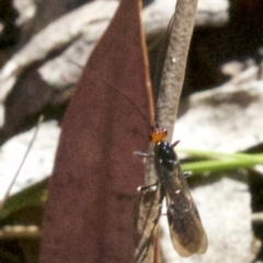 Braconidae (family) (Unidentified braconid wasp) at Mount Majura - 6 May 2018 by jb2602