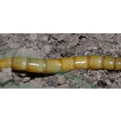 Saragus sp. (genus) (A False Wireworm) at Mount Majura - 4 May 2018 by jb2602