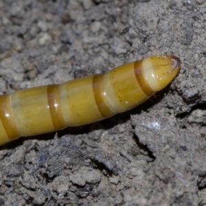 Saragus sp. (genus) at Canberra Central, ACT - 4 May 2018