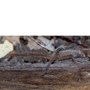 Delena cancerides at Canberra Central, ACT - 6 May 2018