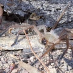 Delena cancerides at Canberra Central, ACT - 6 May 2018