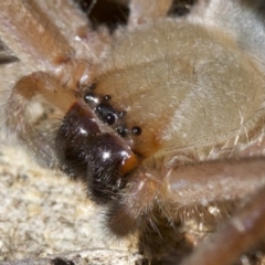 Delena cancerides at Canberra Central, ACT - 6 May 2018