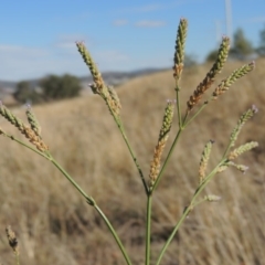 Verbena caracasana at Denman Prospect, ACT - 28 Mar 2018