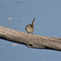 Poodytes gramineus at Fyshwick, ACT - 7 May 2018