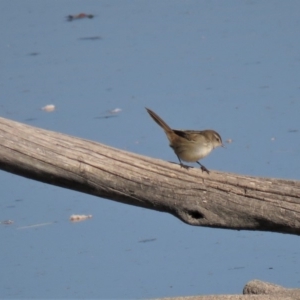 Poodytes gramineus at Fyshwick, ACT - 7 May 2018 10:01 AM