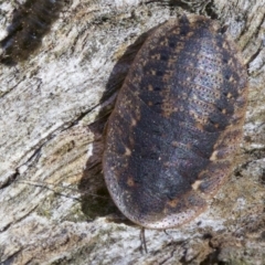 Laxta sp. (genus) (Bark cockroach) at Canberra Central, ACT - 6 May 2018 by jbromilow50