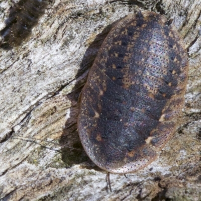 Laxta sp. (genus) (Bark cockroach) at Mount Majura - 6 May 2018 by jb2602