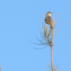 Cisticola exilis at Fyshwick, ACT - 7 May 2018 10:26 AM