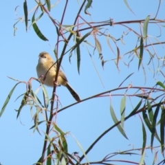 Cisticola exilis at Fyshwick, ACT - 7 May 2018 10:26 AM