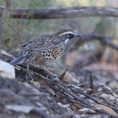 Cinclosoma punctatum (Spotted Quail-thrush) at South Wolumla, NSW - 6 May 2018 by Leo