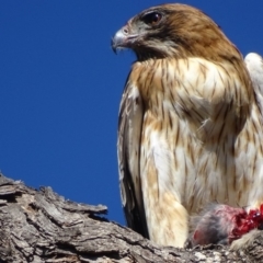 Hieraaetus morphnoides (Little Eagle) at Red Hill, ACT - 5 May 2018 by roymcd