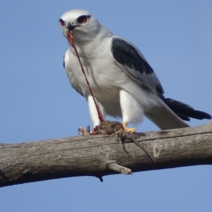 Elanus axillaris at Fyshwick, ACT - 3 May 2018