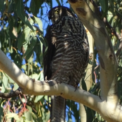 Accipiter fasciatus (Brown Goshawk) at Red Hill, ACT - 6 May 2018 by roymcd