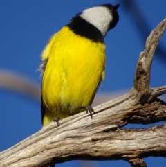 Pachycephala pectoralis (Golden Whistler) at Garran, ACT - 5 May 2018 by roymcd