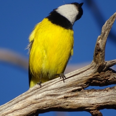 Pachycephala pectoralis (Golden Whistler) at Garran, ACT - 5 May 2018 by roymcd