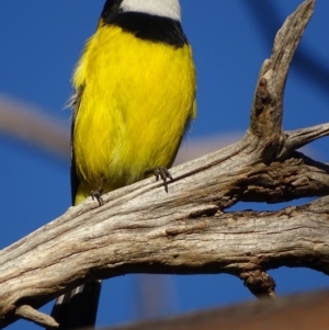 Pachycephala pectoralis at Garran, ACT - 5 May 2018