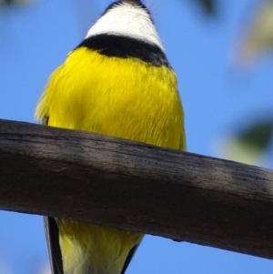 Pachycephala pectoralis at Garran, ACT - 5 May 2018