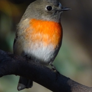 Petroica boodang at Garran, ACT - 5 May 2018 05:22 PM