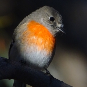 Petroica boodang at Garran, ACT - 5 May 2018 05:22 PM