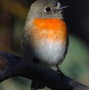 Petroica boodang at Garran, ACT - 5 May 2018 05:22 PM