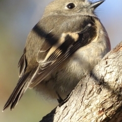 Petroica boodang at Garran, ACT - 5 May 2018 05:22 PM