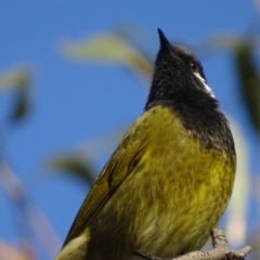 Nesoptilotis leucotis (White-eared Honeyeater) at Garran, ACT - 5 May 2018 by roymcd