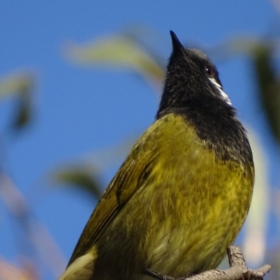 Nesoptilotis leucotis (White-eared Honeyeater) at Garran, ACT - 5 May 2018 by roymcd