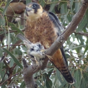 Falco longipennis at Garran, ACT - 27 Apr 2018