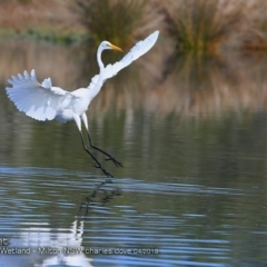 Ardea alba at undefined - 14 Apr 2018 12:00 AM