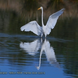 Ardea alba at undefined - 14 Apr 2018 12:00 AM