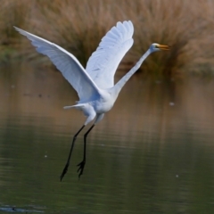 Ardea alba at undefined - 14 Apr 2018 12:00 AM