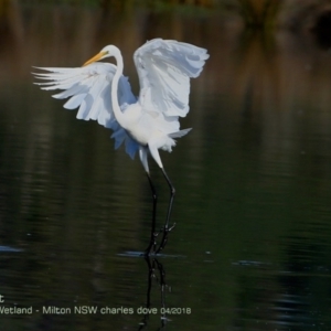Ardea alba at undefined - 14 Apr 2018 12:00 AM