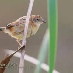 Cisticola exilis (Golden-headed Cisticola) at Milton, NSW - 15 Apr 2018 by CharlesDove