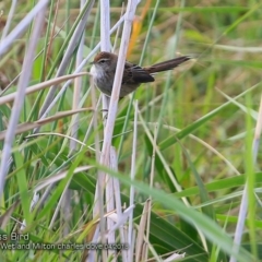 Poodytes gramineus (Little Grassbird) at Undefined - 15 Apr 2018 by CharlesDove