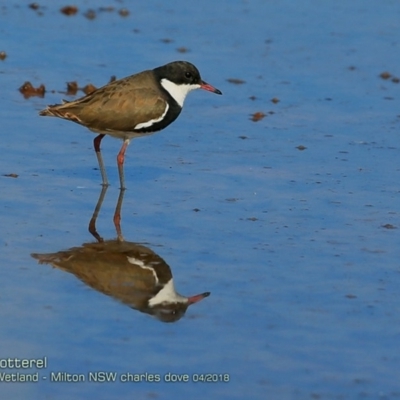 Erythrogonys cinctus (Red-kneed Dotterel) at Undefined - 14 Apr 2018 by Charles Dove