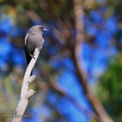 Artamus cyanopterus (Dusky Woodswallow) at Undefined - 16 Apr 2018 by CharlesDove