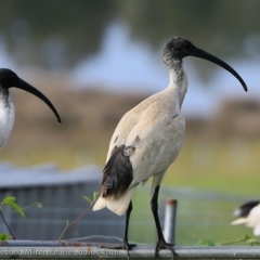 Threskiornis molucca (Australian White Ibis) at Undefined - 15 Apr 2018 by CharlesDove