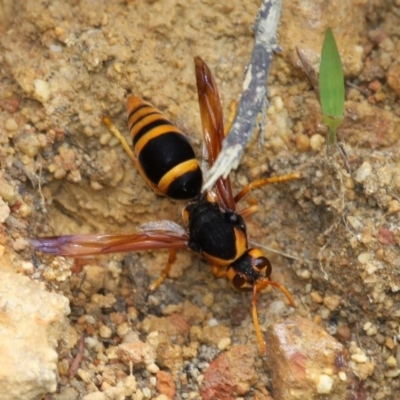 Abispa splendida (Large Potter Wasp) at Currarong, NSW - 2 Jan 2016 by HarveyPerkins