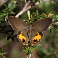 Hypocysta metirius (Brown Ringlet) at Beecroft Peninsula, NSW - 18 Oct 2014 by HarveyPerkins