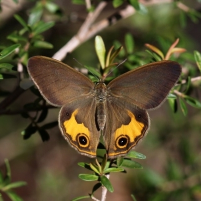 Hypocysta metirius (Brown Ringlet) at Beecroft Peninsula, NSW - 18 Oct 2014 by HarveyPerkins